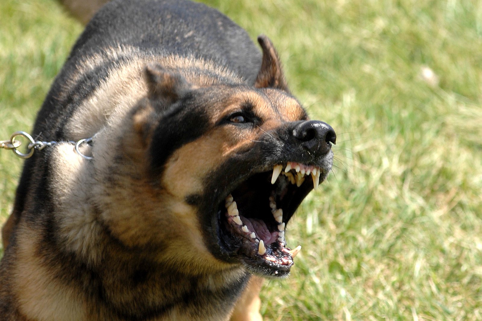 6. Excessive Barking, Whining, or Howling (image credits: wikimedia)