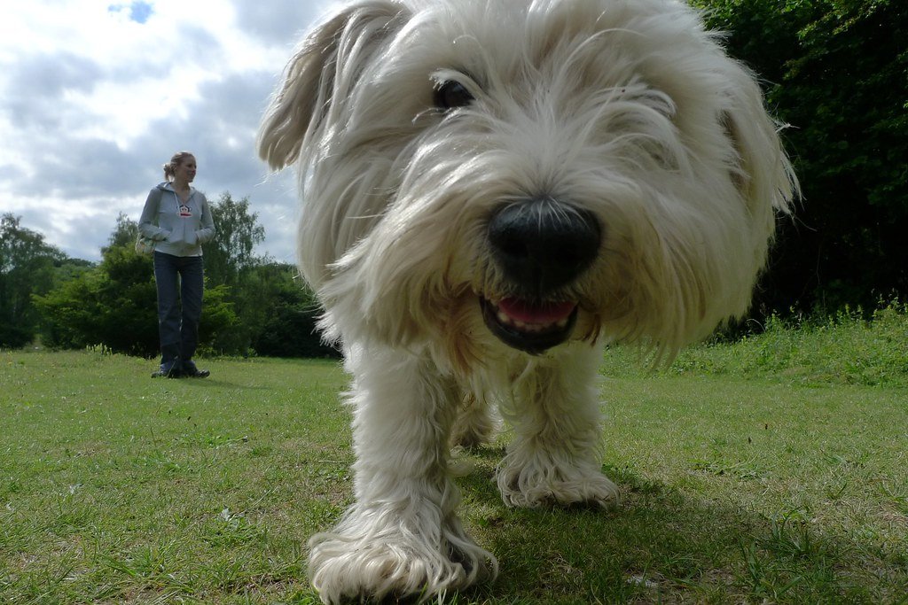 8. Pacing or Restlessness (image credits: flickr)