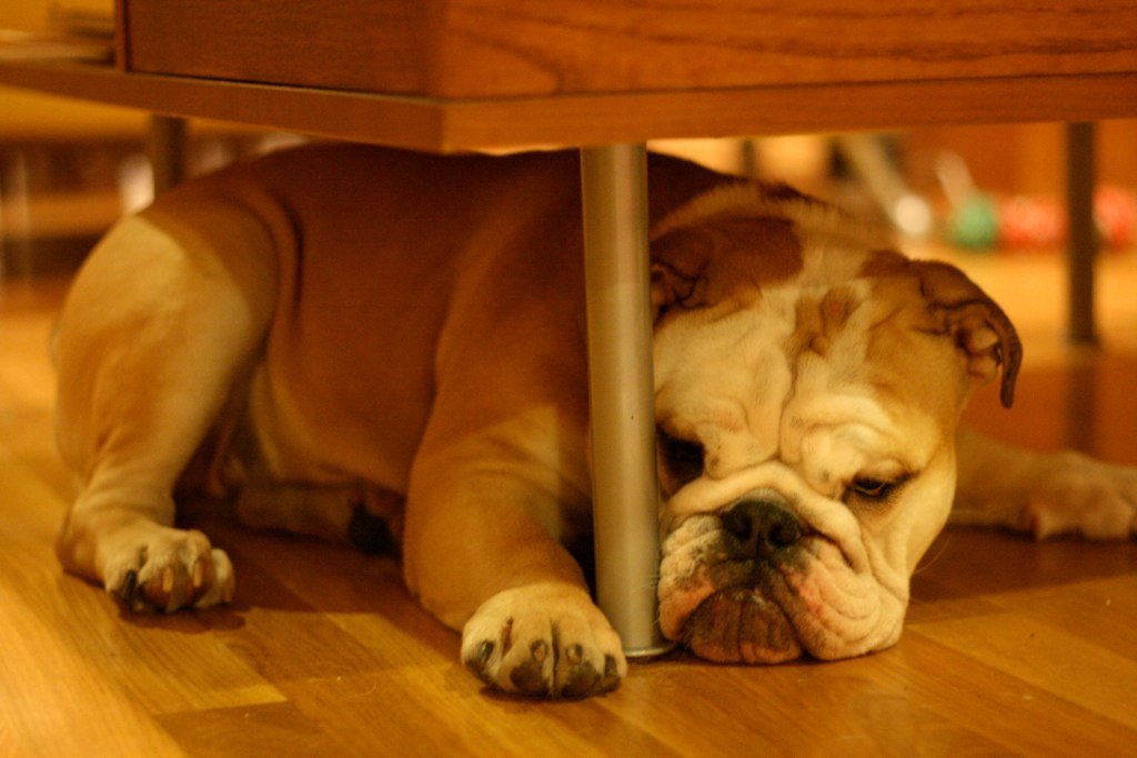 10 Things Your Dog Does That Actually Mean They’re Not Happy