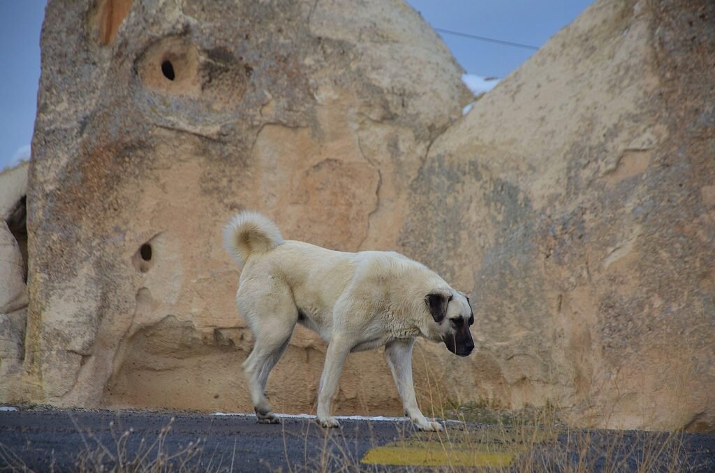 Kangal Shepherd Dog