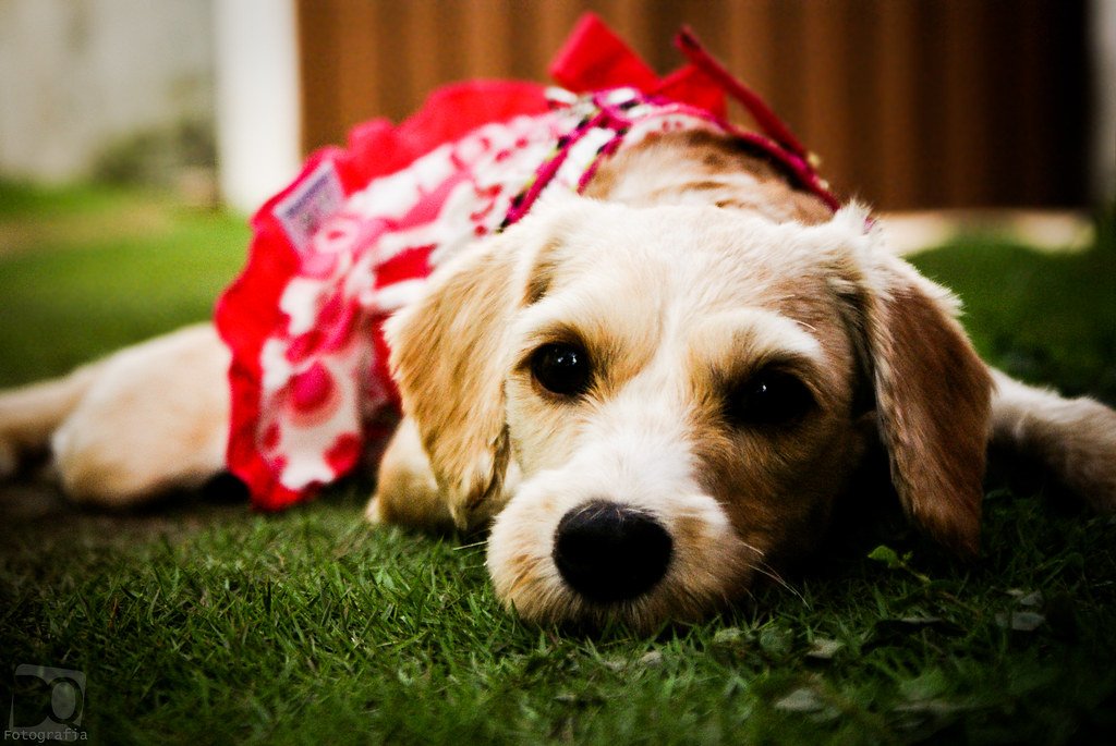 2. Gentle Eye Contact: Love Without Words (image credits: flickr)