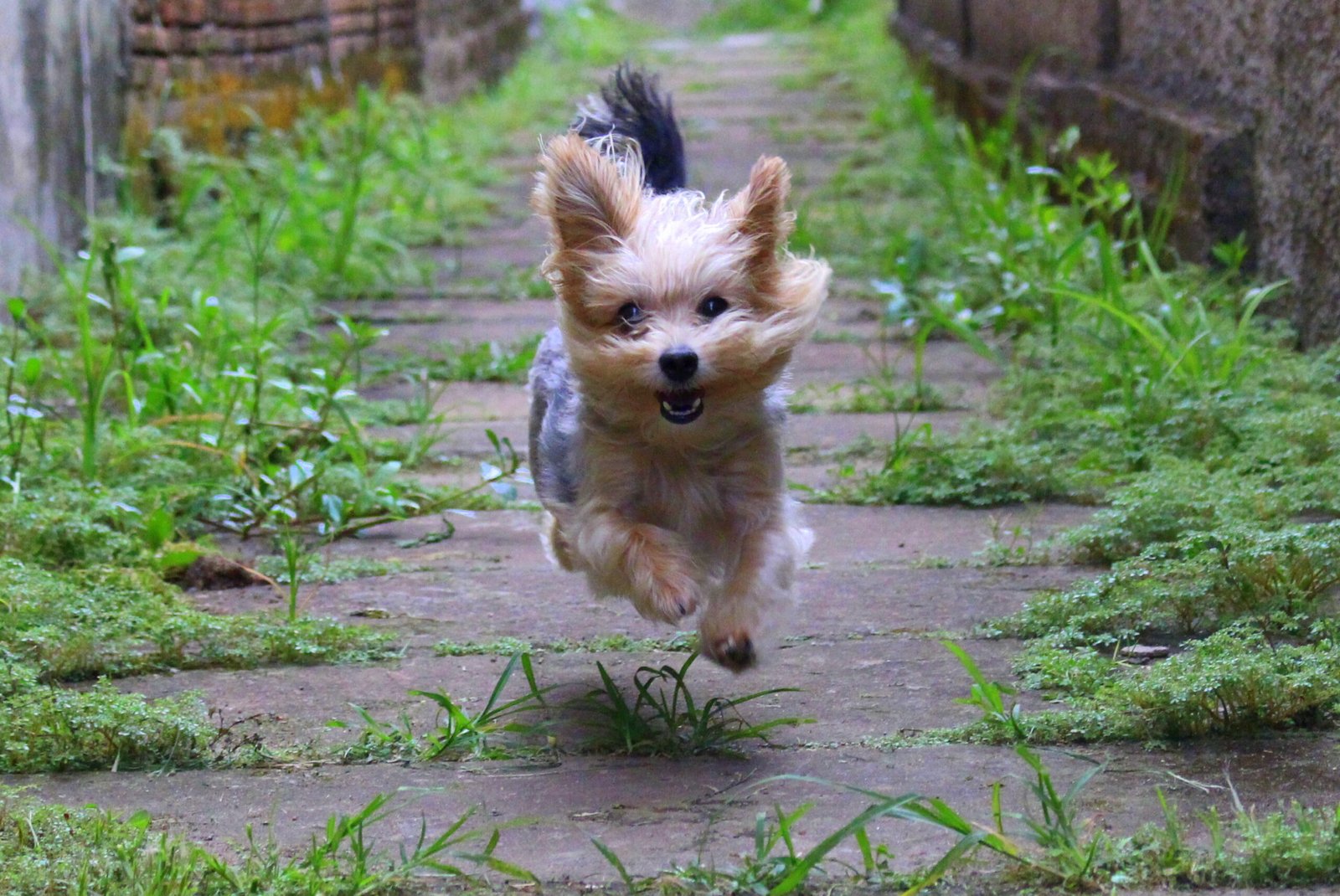 5. The Playful “Zoomies”: Happiness in High Gear (image credits: wikimedia)