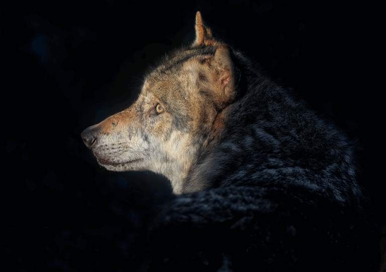The Unexpected Relationship Between Wolves And Ravens