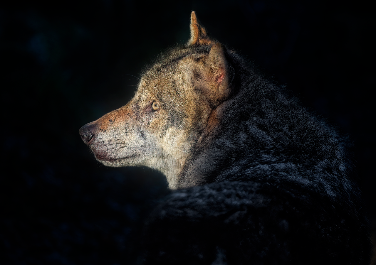 The Unexpected Relationship Between Wolves And Ravens