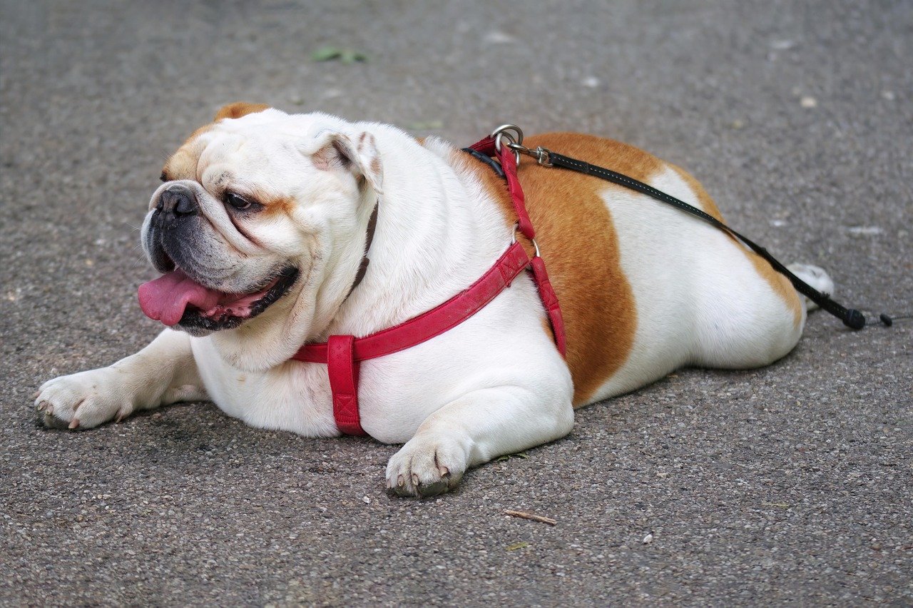 Which Breeds Love to Sploot the Most? (image credits: pixabay)