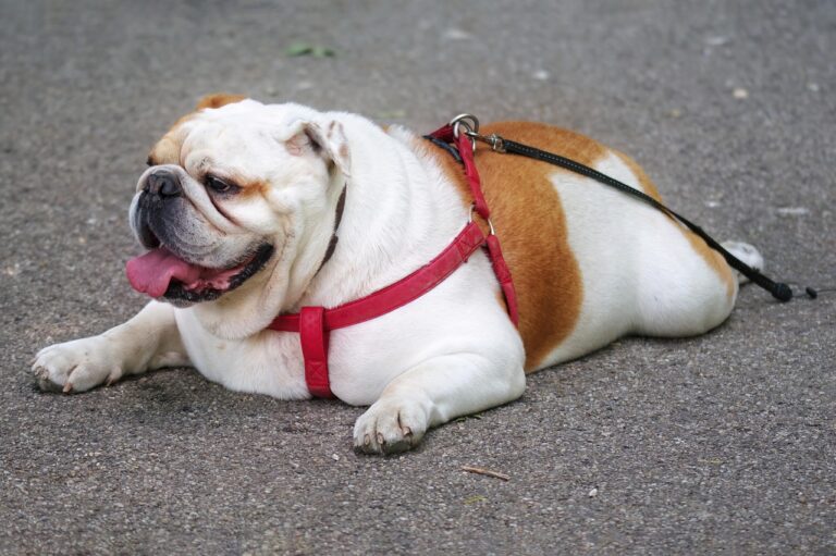 Why Do Dogs Sploot? Veterinarians Explain