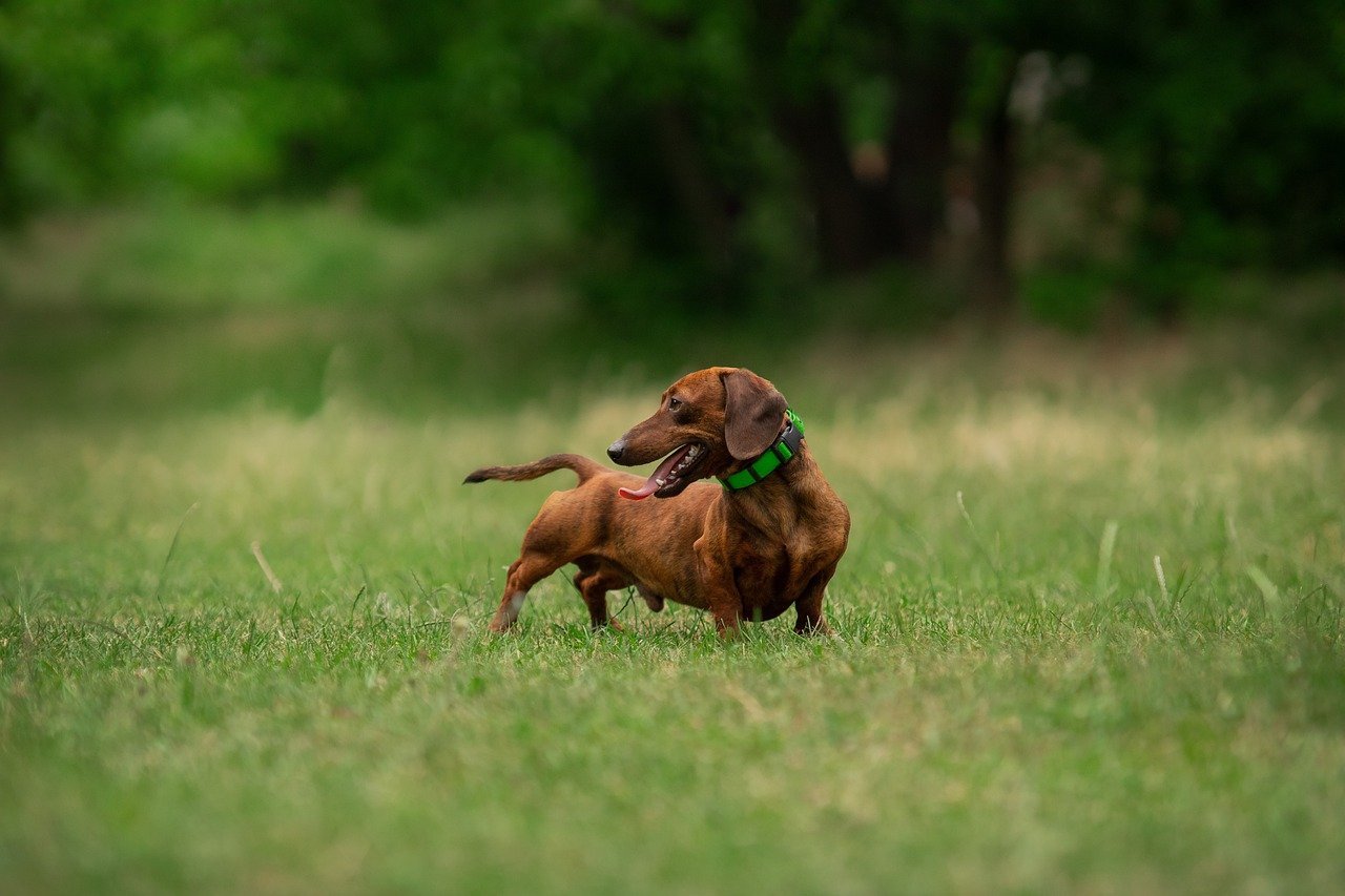 Dachshund: The Bold Burrower (image credits: pixabay)