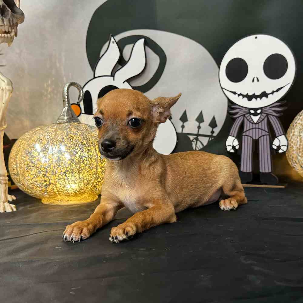 Chihuahua: The Tiny Guardian with a Big Attitude (image credits: flickr)