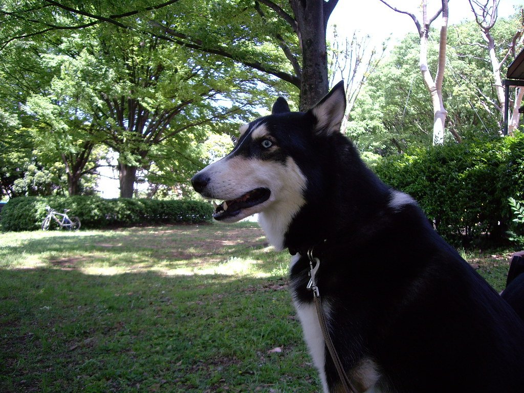 Encourage Rest in Shady Spots (image credits: flickr)