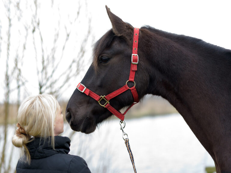 10 Ways Horses Show They're Your Partner for Life