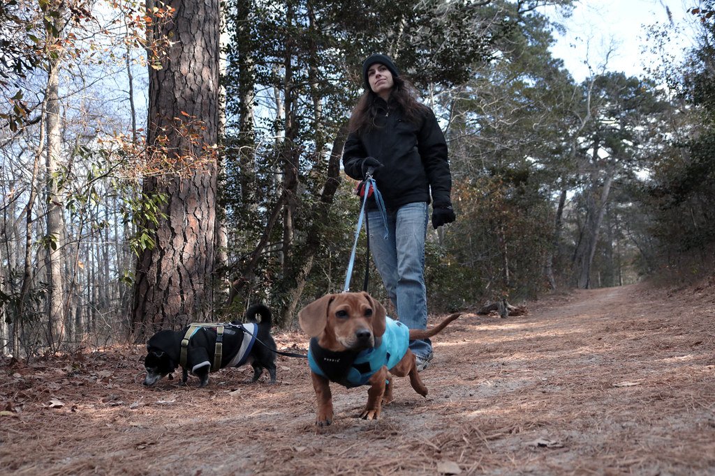 Leash Up and Stay Close (image credits: flickr)