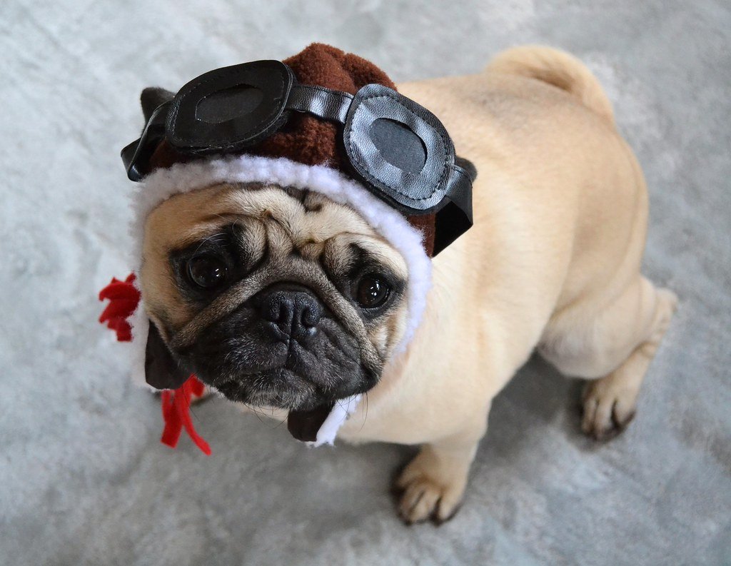 Ignoring Rescue and Adoption Options (image credits: flickr)