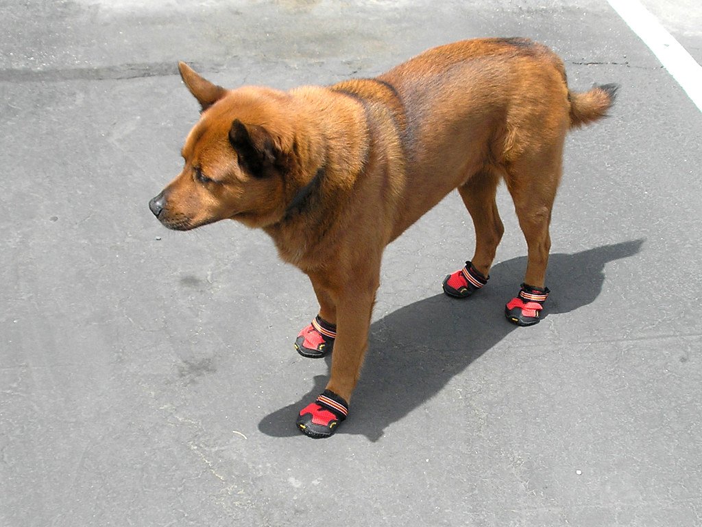 Paw Protection: Booties and Balms (image credits: flickr)