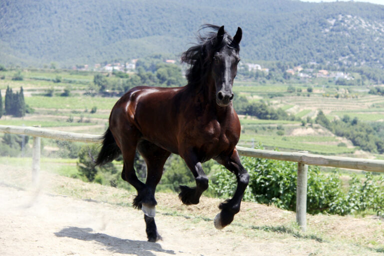 How To Boost Your Horse's Well-being