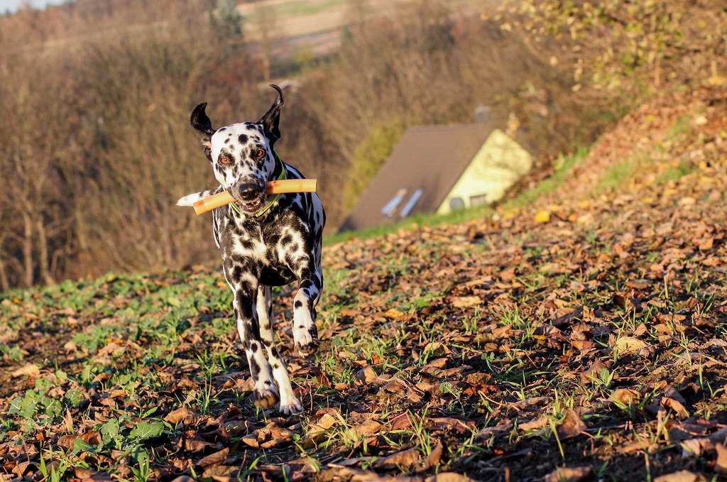 Training Challenges: Not for Beginners (image credits: flickr)
