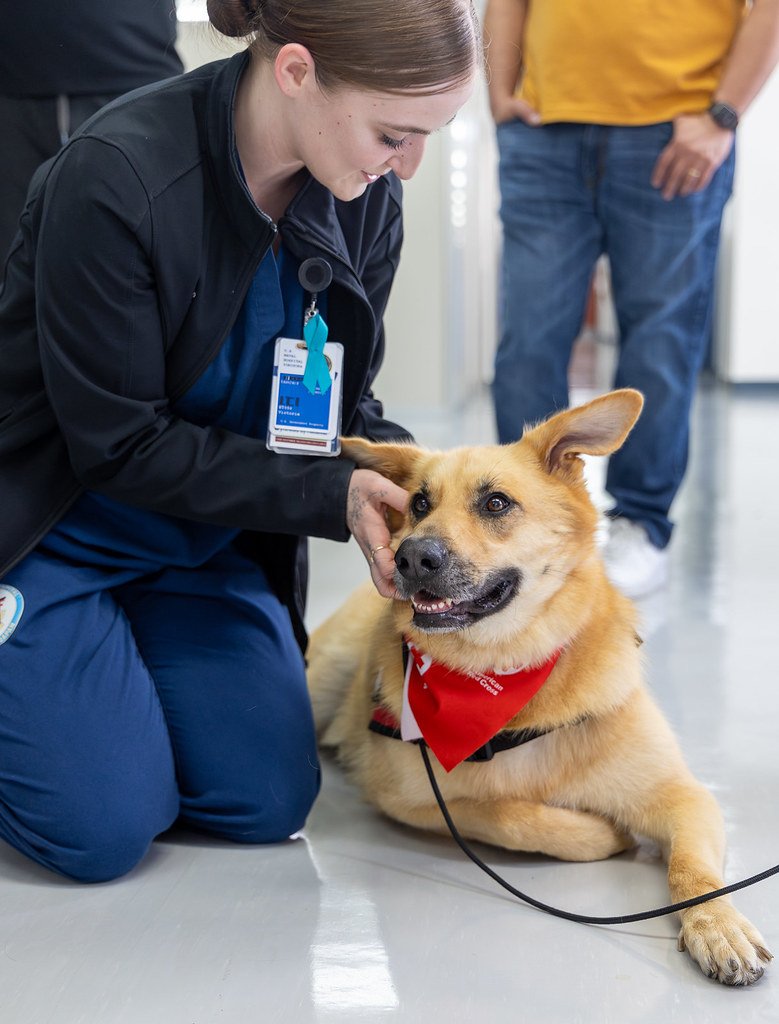 Other Dogs and Animals (image credits: flickr)