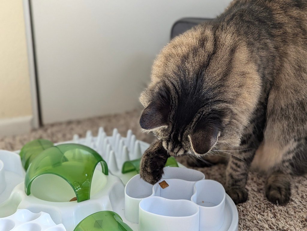Encourage Exploration With Enrichment (image credits: flickr)