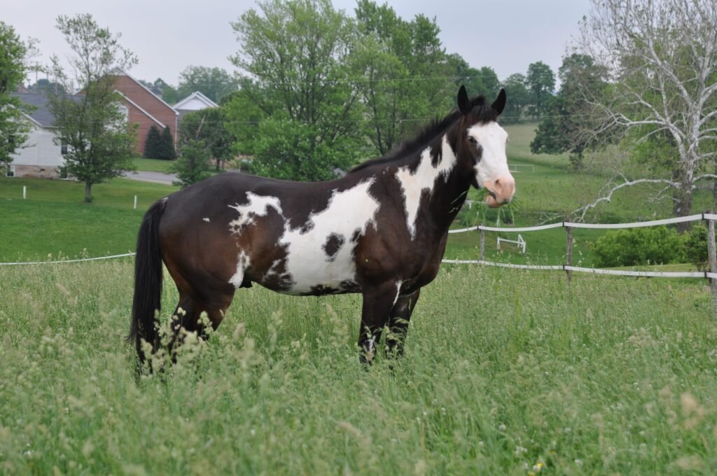 Paint Horse: The Colorful Companion
