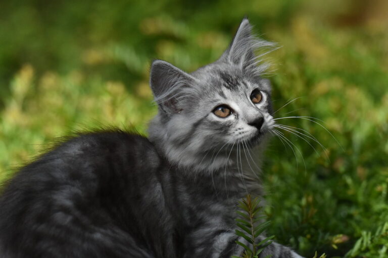 How To Keep Your Cat Cool In Summer