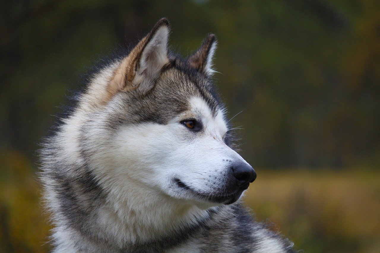 Alaskan Husky: The Racing Prodigy (image credits: pixabay)