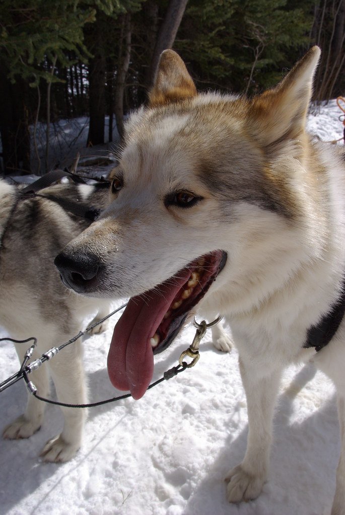 Canadian Eskimo Dog: The Heritage Guardian (image credits: flickr)