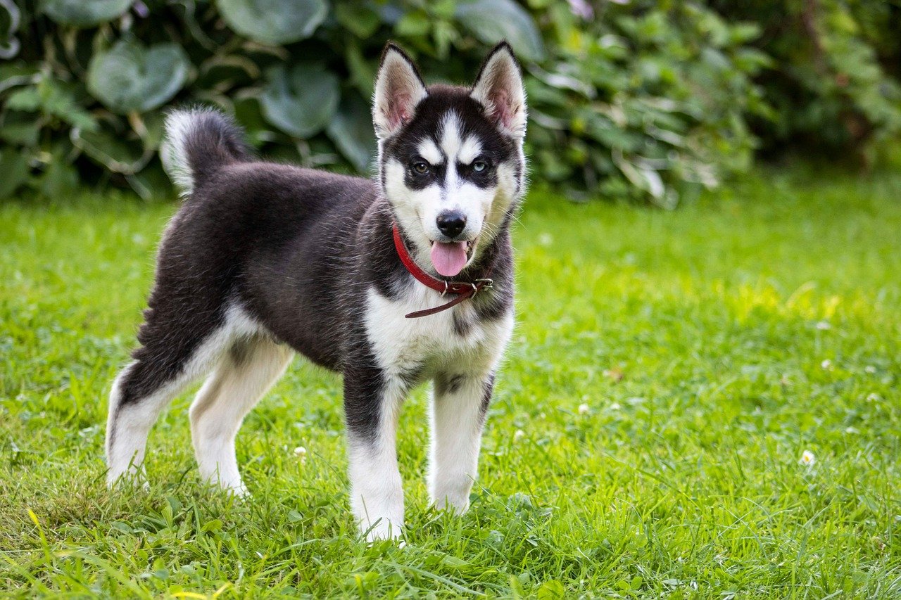 Miniature Husky: The Pocket-Sized Companion (image credits: pixabay)
