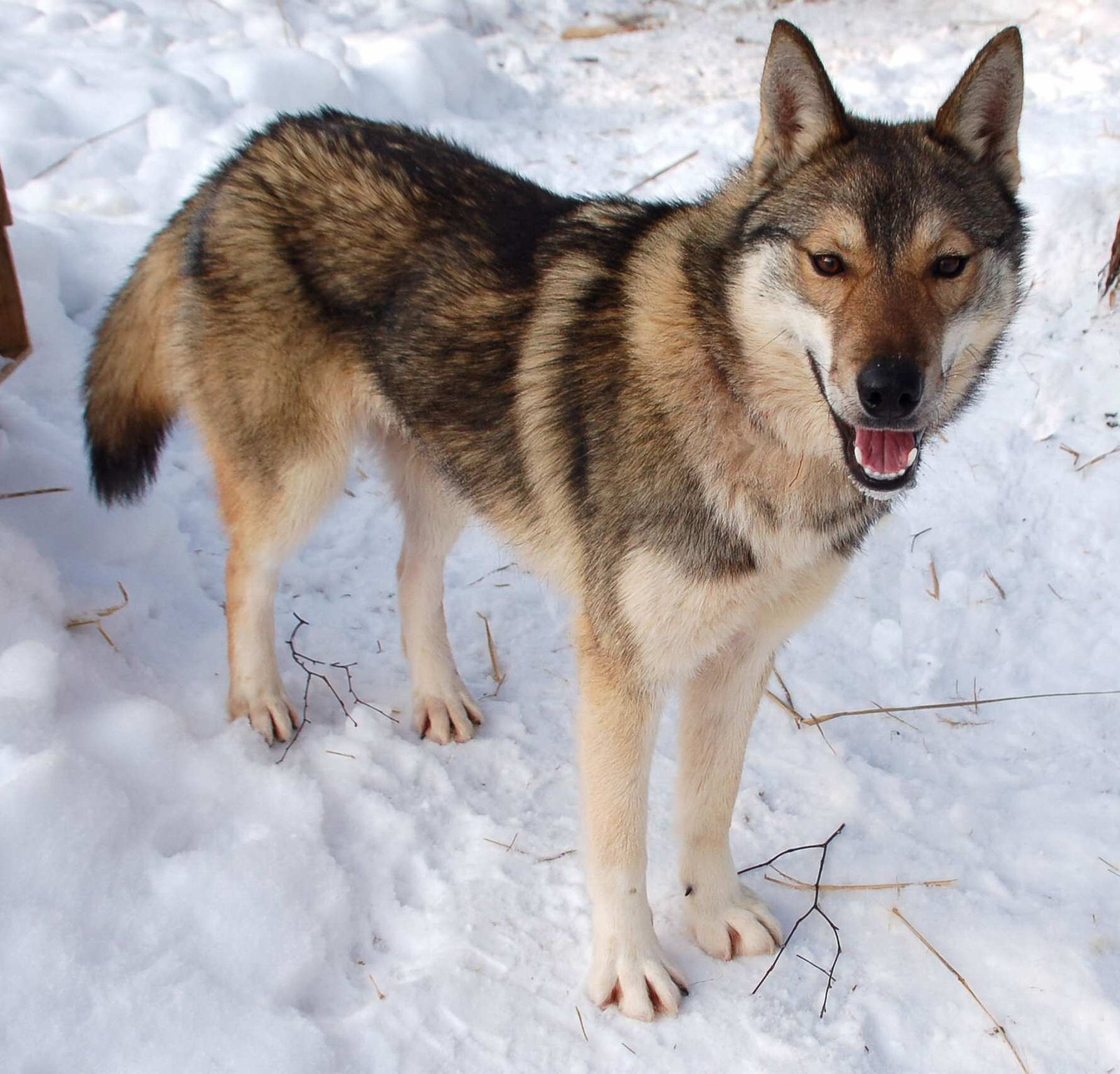 Utonagan: The Wolf-Like Wonder (image credits: wikimedia)