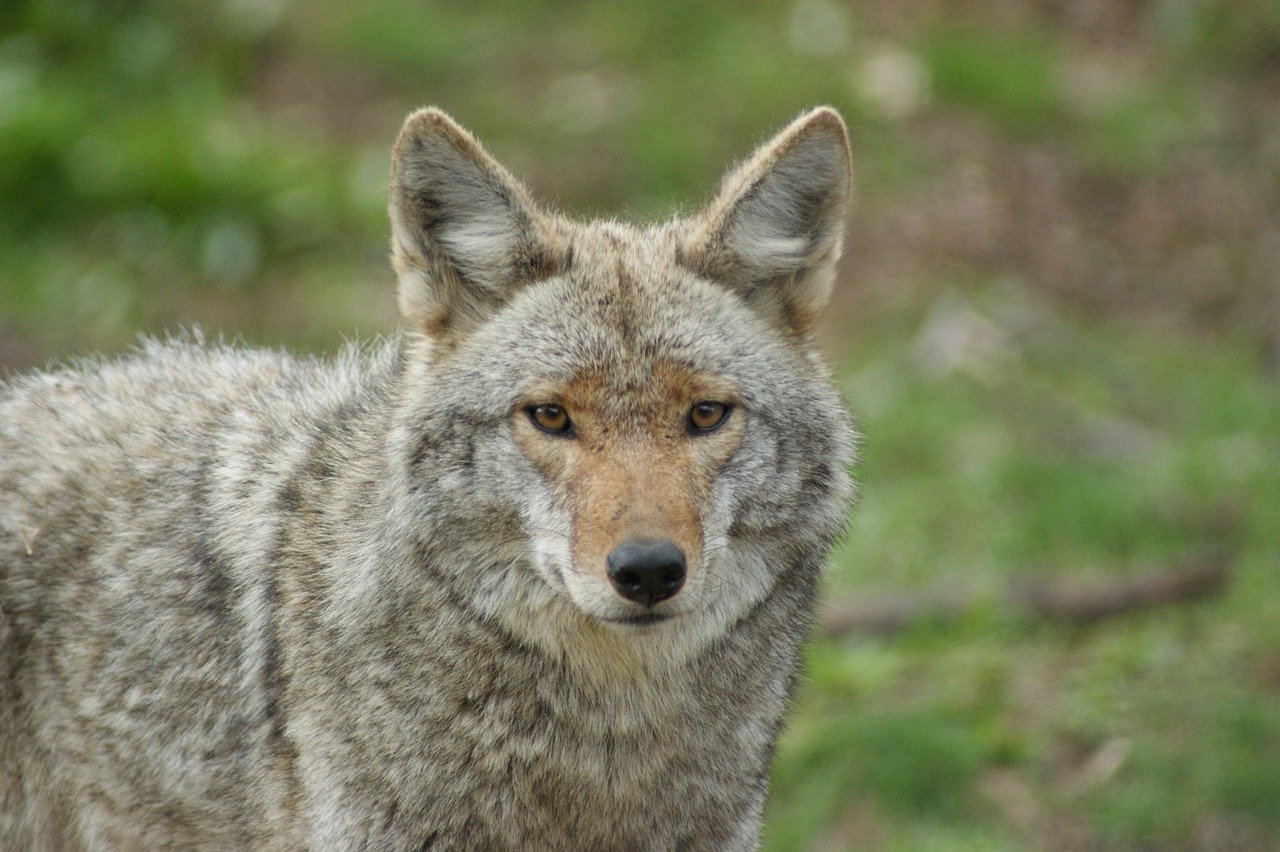 Coyotes in Los Angeles: Urban Survivors (image credits: pixabay)