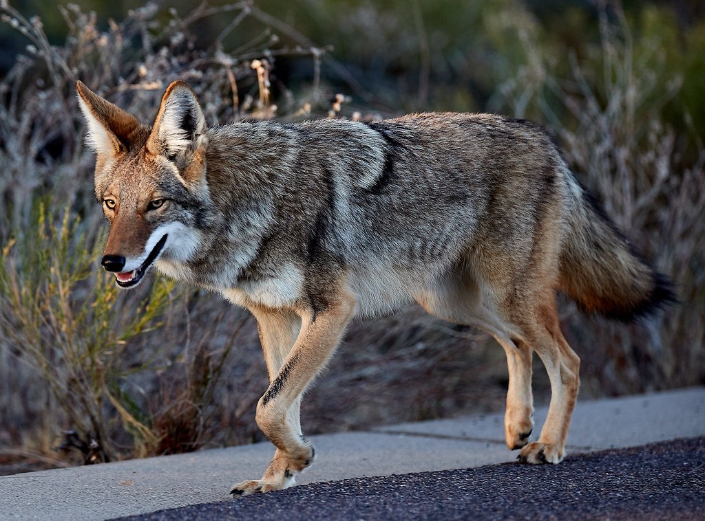 Chicago’s Unexpected Coyotes (image credits: flickr)