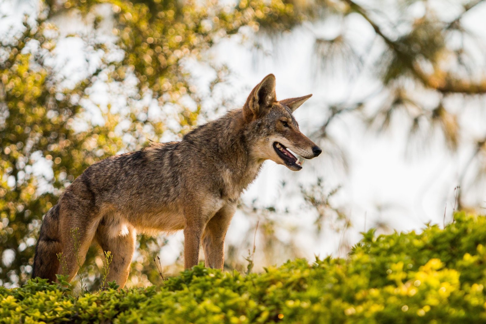 Denver’s Coyote Connections (image credits: wikimedia)