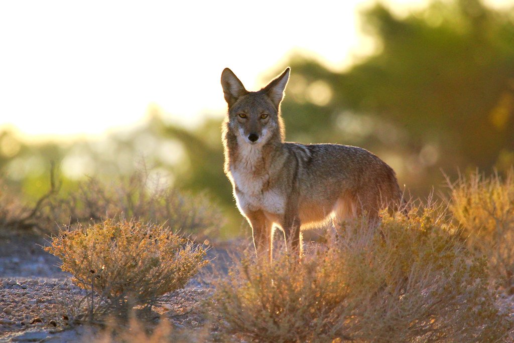 Phoenix: Desert Coyotes on the Move (image credits: flickr)