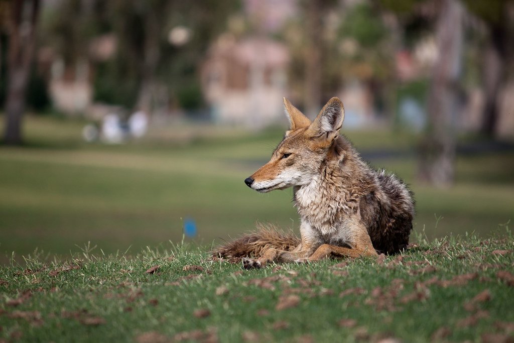 Seattle’s Shy Coyotes (image credits: flickr)