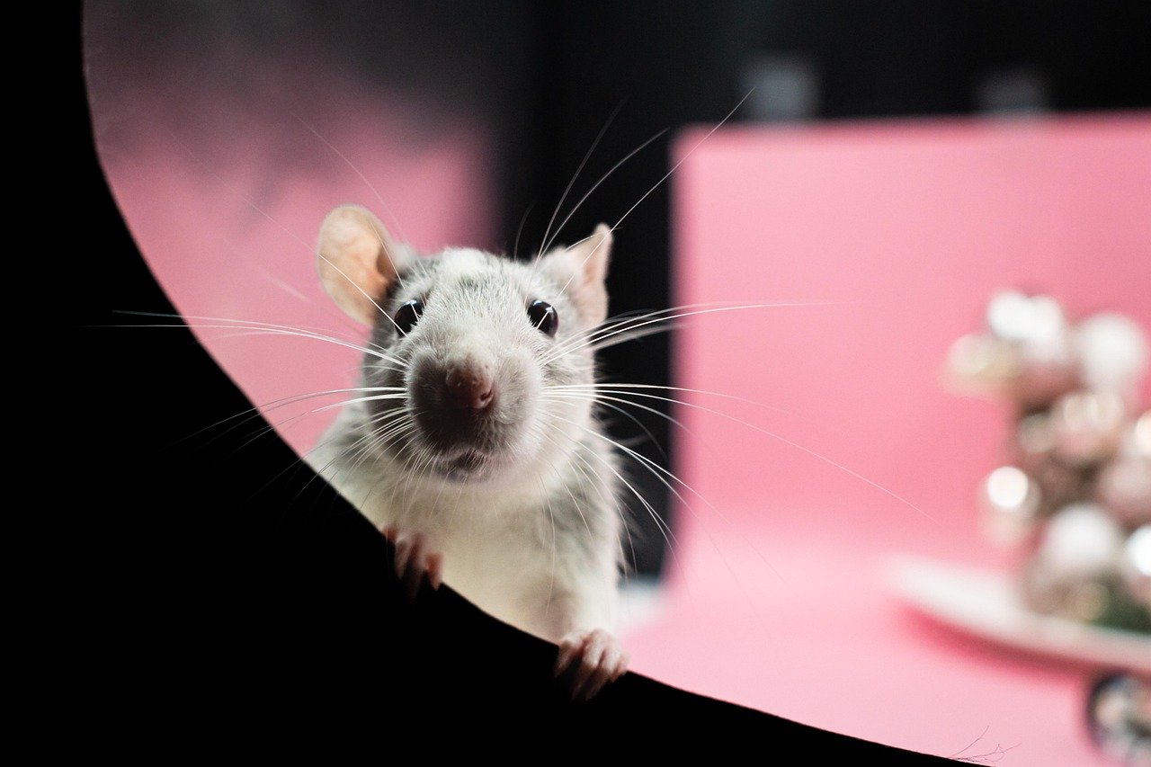 2. Pet Mice and Rats (image credits: pixabay)