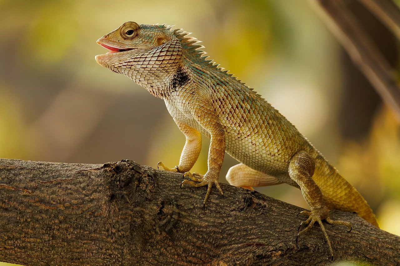 7. Reptiles (Lizards, Snakes, Turtles) (image credits: pixabay)