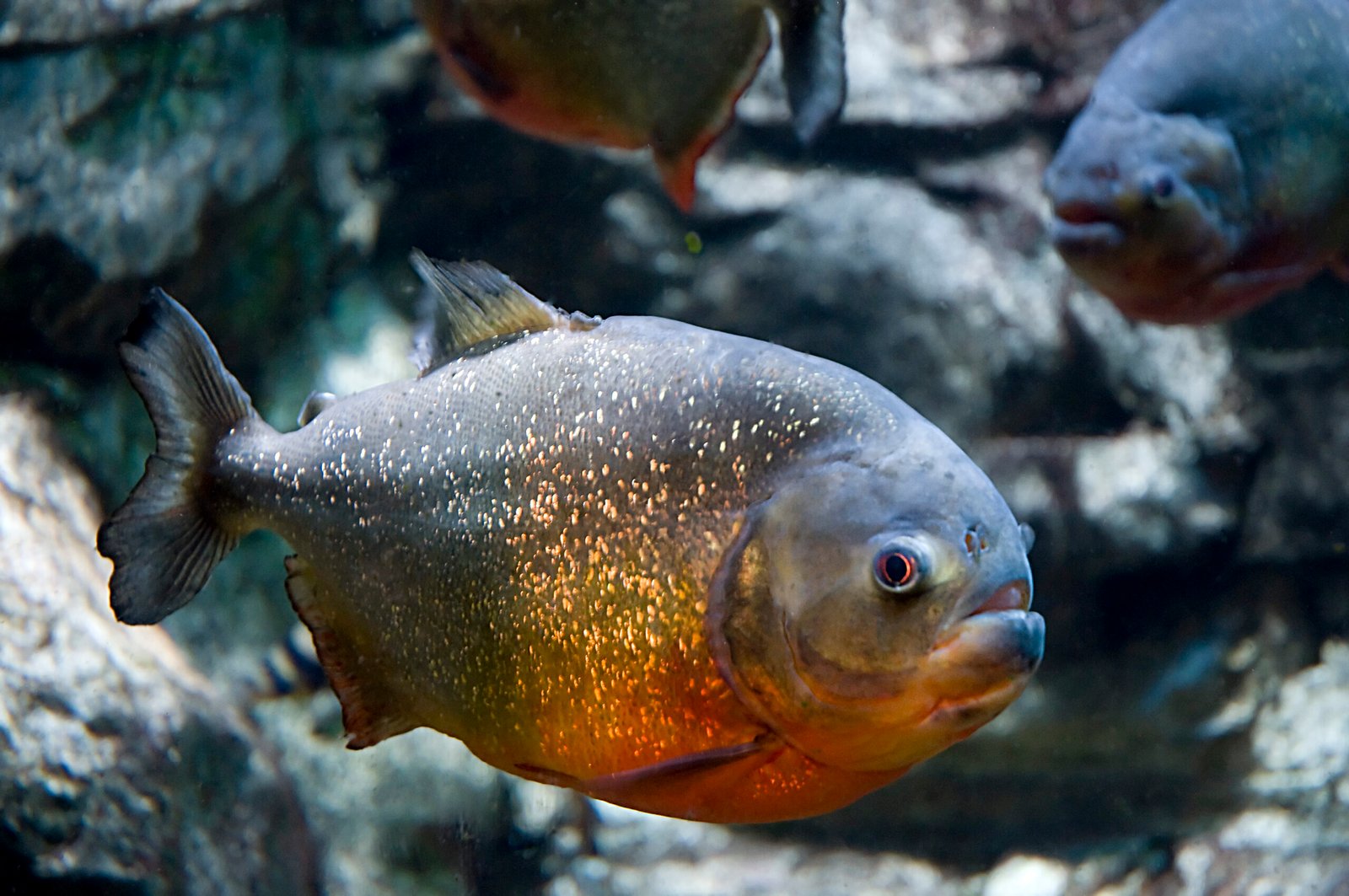 Red-Bellied Piranha: The Misunderstood Menace (image credits: wikimedia)