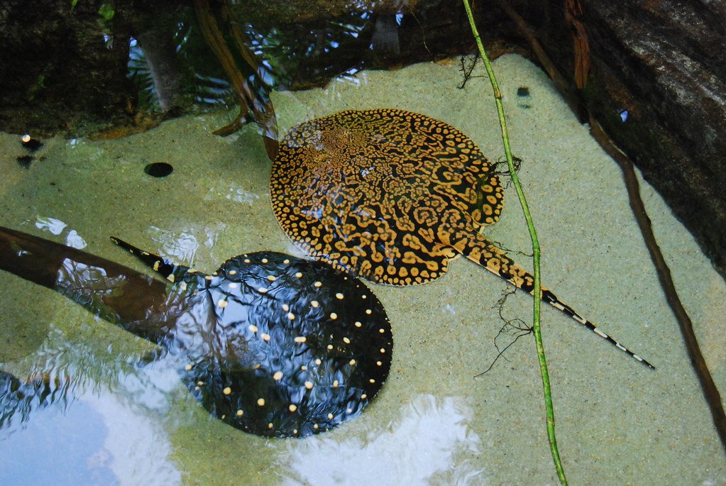 Freshwater Stingrays: Graceful, But Deadly (image credits: flickr)