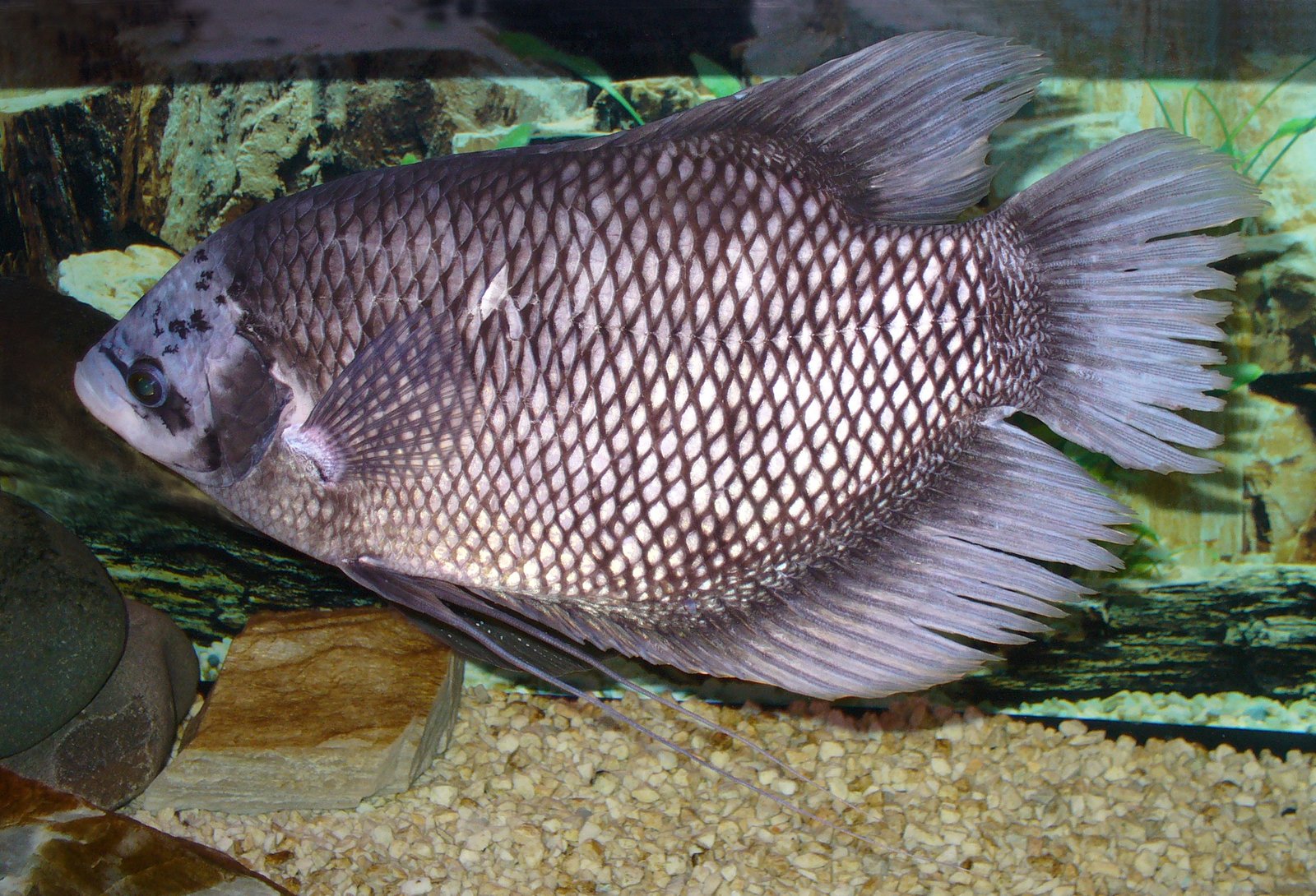Giant Gourami: Gentle Giants Turned Tank Wreckers (image credits: wikimedia)
