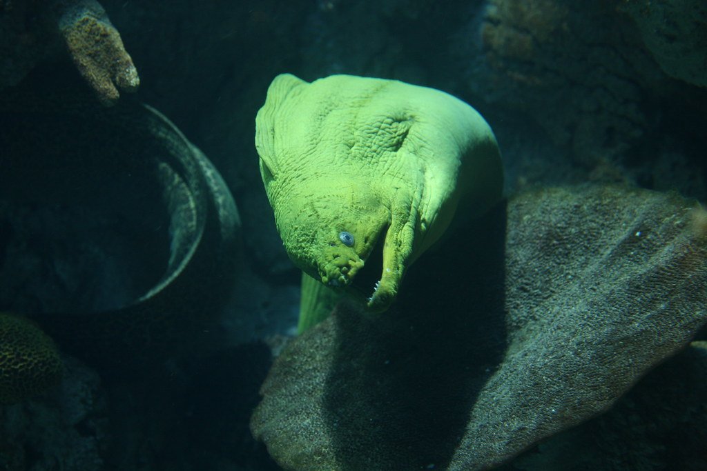 Green Moray Eel: Escape Artists With a Bite (image credits: flickr)