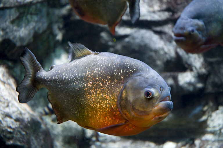 8 Aquatic Creatures Never To Be Kept In A Home Tank