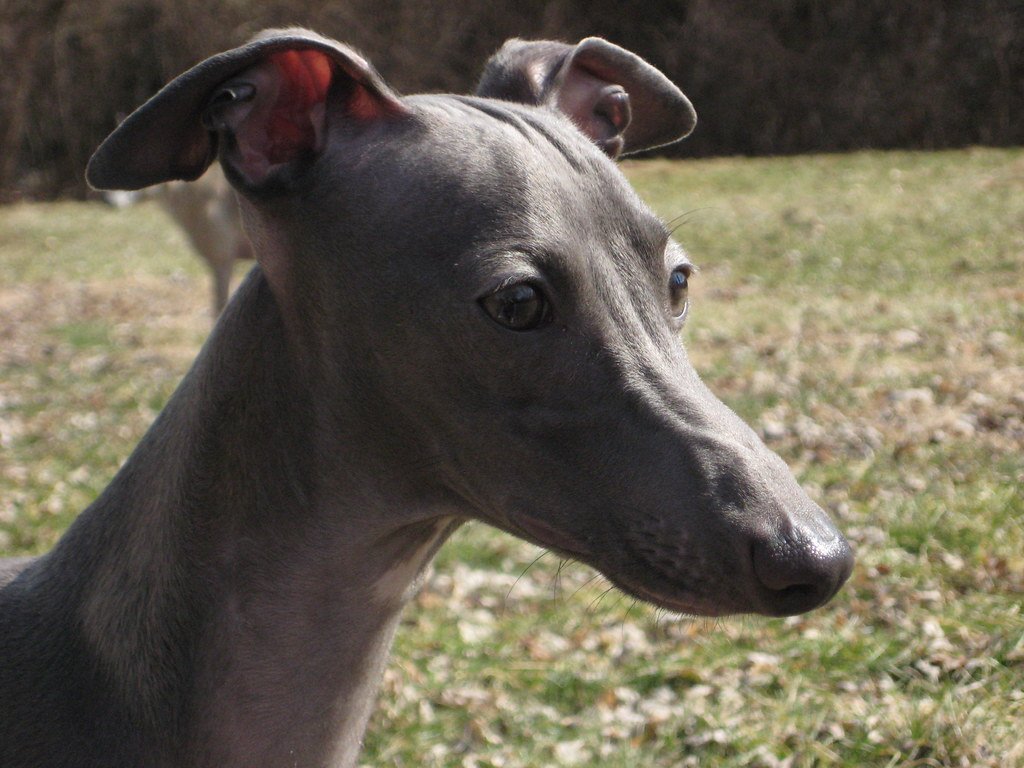 Italian Greyhound (image credits: flickr)