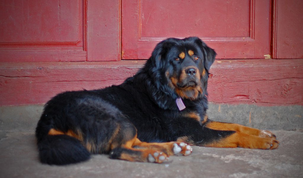 Tibetan Mastiff (image credits: flickr)