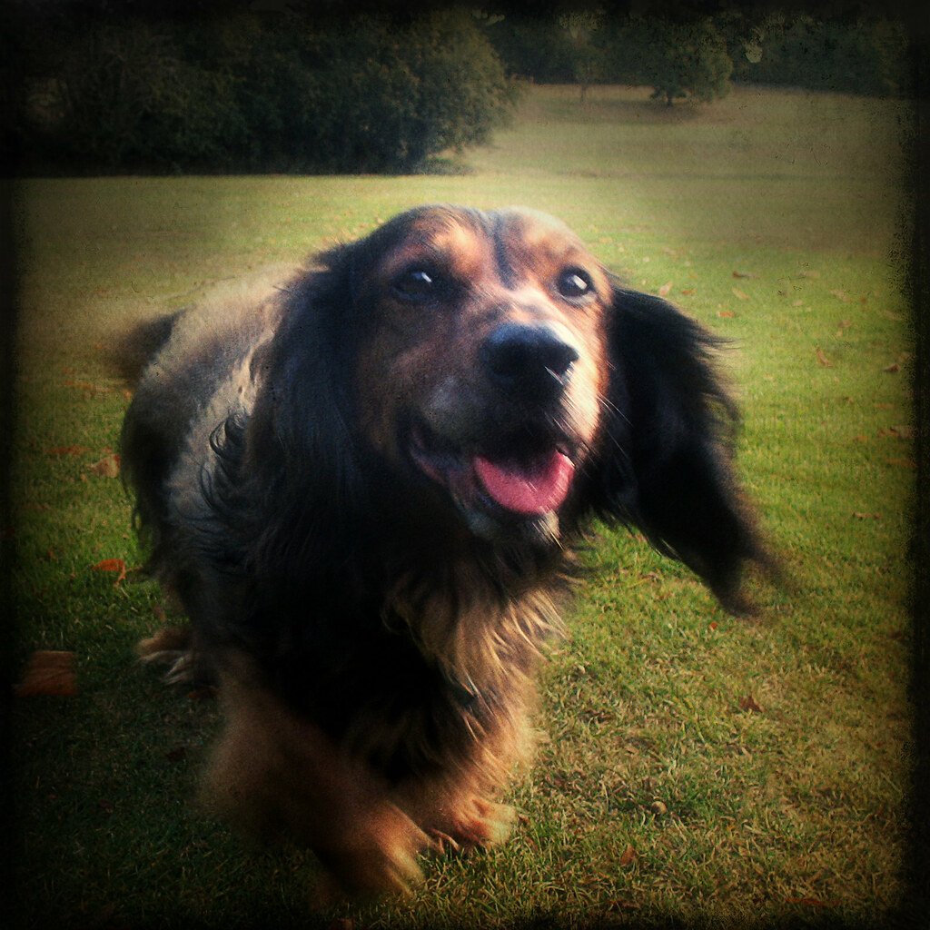 Conclusion: Your Faithful Guide on the Spiritual Path (image credits: flickr)