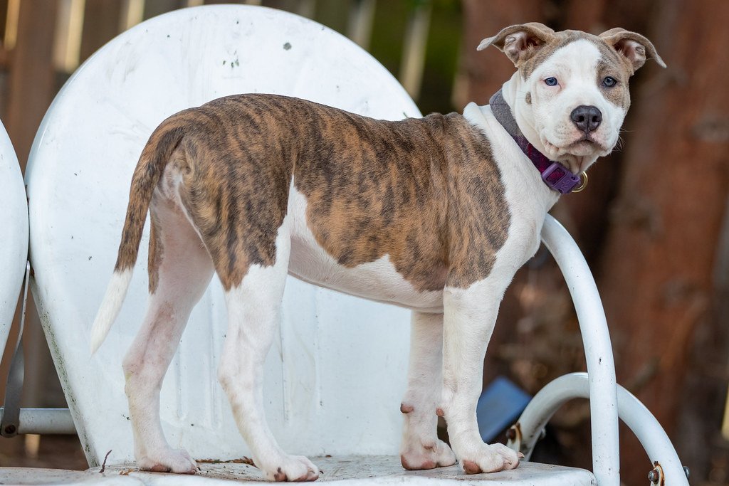 Mixed Breeds: The Unique Muse (image credits: flickr)