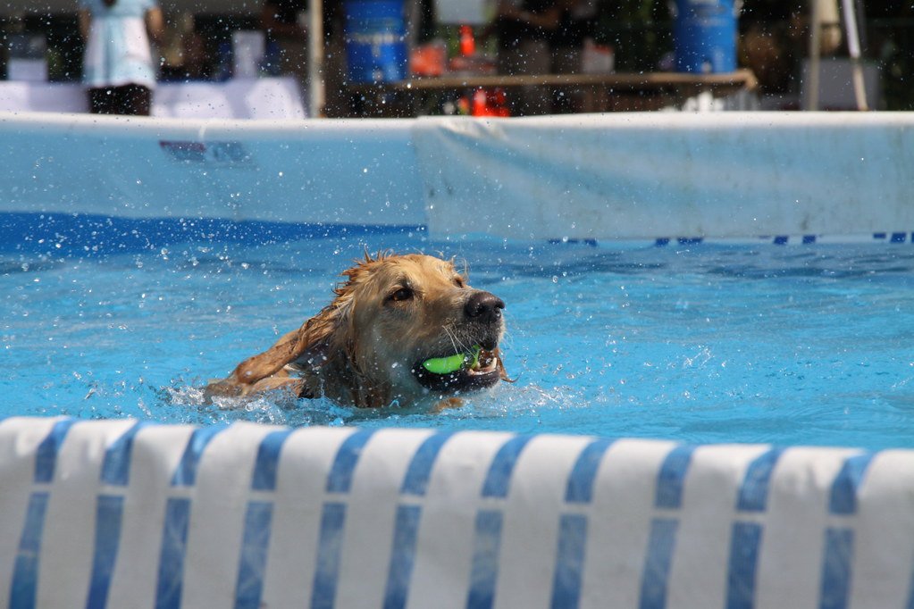 Golden Retrievers: Gentle, Graceful Swimmers (image credits: flickr)