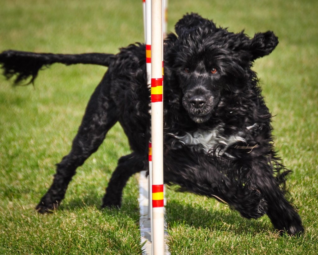 Portuguese Water Dogs: Born for the Waves (image credits: flickr)