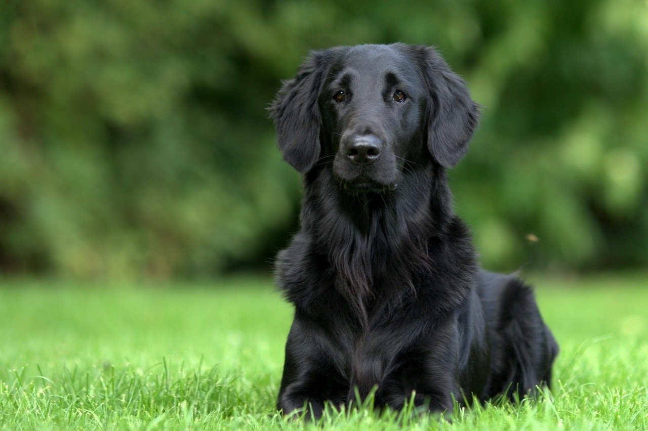 Flat-Coated Retrievers: The Happy-Go-Lucky Splashers (image credits: pixabay)