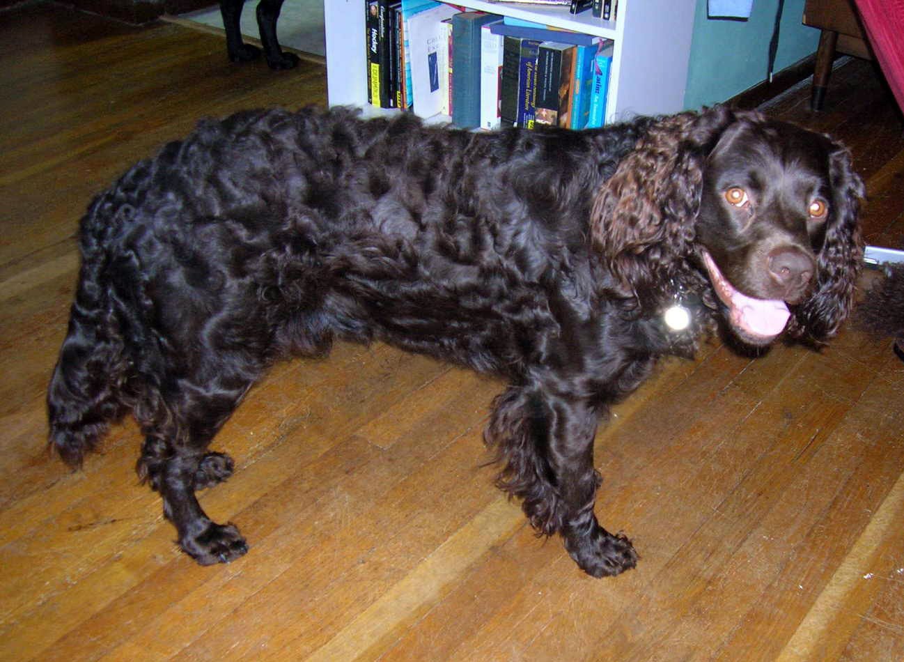 American Water Spaniels: The Spirited Small-Breed Swimmers (image credits: self-made, CC BY-SA 3.0, https://commons.wikimedia.org/w/index.php?curid=16347196)