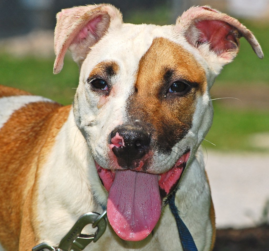 Celebrate Their Unique Personality (image credits: flickr)