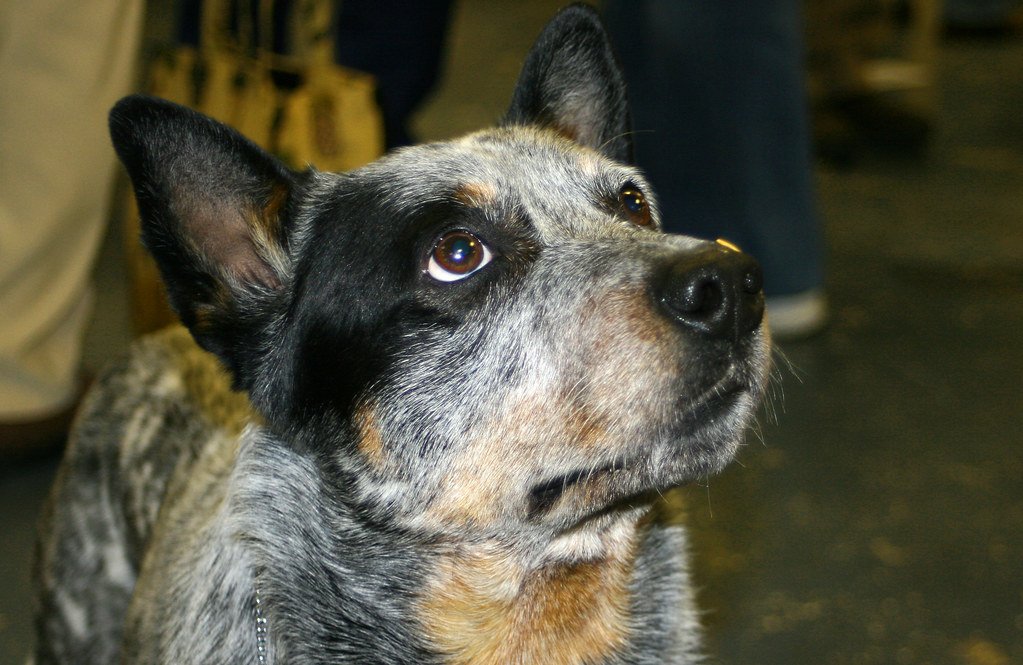 Australian Cattle Dog (image credits: flickr)