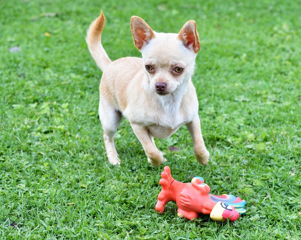 Chihuahua: The Tiny Troublemaker (image credits: pixabay)